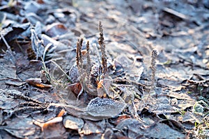 Closeup nature detail of small frosted icy plants and dry, dead frozen leaves with rime covering the ground with crisp