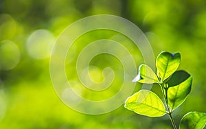 Closeup nature fresh green tree leaves on blurred bokeh greenery background in garden. Green natural wallpaper concept with copy