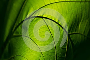 Closeup nature green leaf roll up texture for abstract background