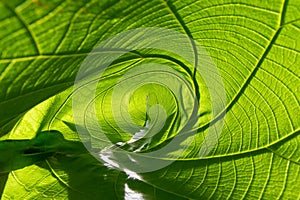 Closeup nature green leaf roll up texture for abstract background