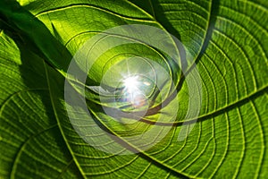 Closeup nature green leaf roll up texture for abstract background