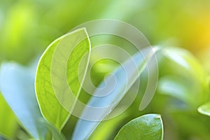 Closeup of nature leaves green blur. In the spring Under the morning light. Use as background and wallpapers