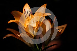 Closeup nature orange lilly flower