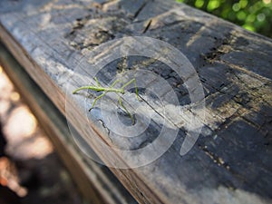 Closeup of nature phasmids stick insect on a wooden trunk with sunlights on