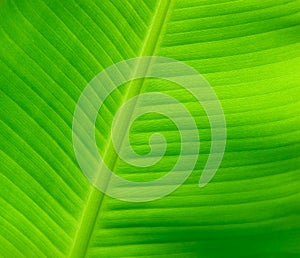Closeup nature view of Banana Green leaf in garden at summer under sunlight. Natural green plants landscape using as a background