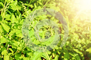 Closeup nature view of basil green leaf in garden at summer under sunlight. Natural green plants landscape using as a background o