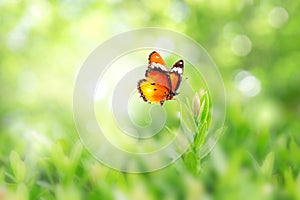 Closeup nature view of butterfly with green leaf on blurred greenery background in garden with copy space using as background