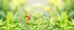 Closeup nature view of butterfly with green leaf on blurred greenery background in garden with copy space using as background
