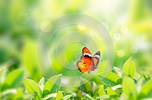 Closeup nature view of butterfly with green leaf on blurred greenery background in garden with copy space using as background