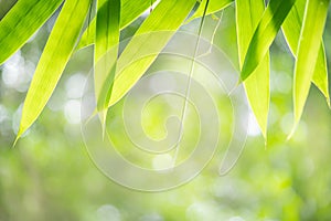 Closeup nature view of green bamboo leaf on blurred greenery background