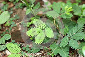 Closeup nature view of green leaf