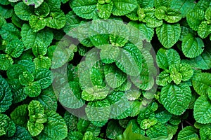 Closeup nature view of green leaf background