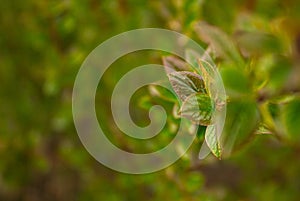 Closeup Nature view of Green Leaf on blurred dark greenery background in garden with copy space using as background