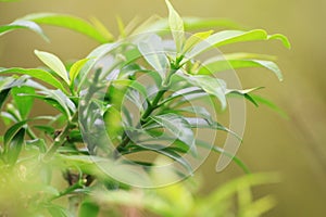 Closeup nature view of green leaf on blurred greenery background