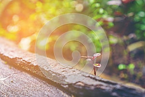 Closeup nature view of green leaf on blurred greenery background