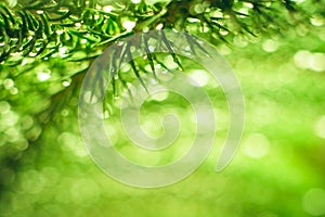 Closeup nature view of green leaf on blurred greenery background