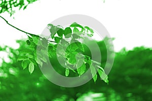 Closeup nature view of green leaf on blurred greenery background