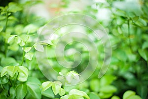 Closeup nature view of green leaf on blurred greenery background with copy space using as background concept and natural greenery
