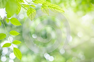 Closeup nature view of green leaf on blurred greenery background with copy space using as background natural green plants