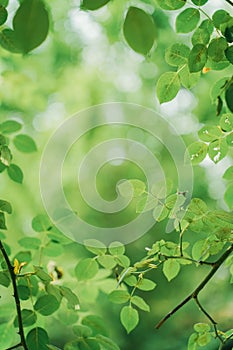 closeup nature view of green leaf on blurred greenery background in garden.