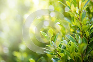 Closeup nature view of green leaf on blurred greenery background in garden with copy space for text using as summer background