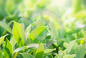 Closeup nature view of green leaf on blurred greenery background in garden with copy space using as background