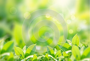 Closeup nature view of green leaf on blurred greenery background in garden with copy space using as background