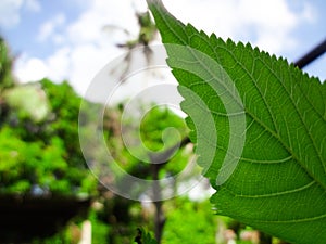 Closeup nature view of green leaf on blurred greenery background in garden with copy space using as background natural green