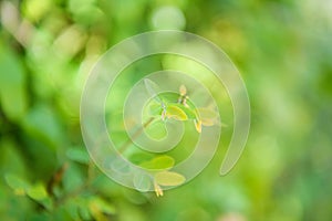 Closeup nature view of green leaf on blurred greenery background in garden with copy space using as background natural green