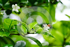 Closeup nature view of green leaf on blurred greenery background in garden with copy space using as background natural green plan