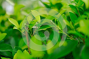 Closeup nature view of green leaf on blurred greenery background in garden with copy space using as background natural green plan