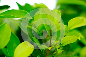 Closeup nature view of green leaf on blurred greenery background in garden with copy space using as background natural green plan