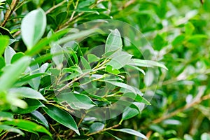 Closeup nature view of green leaf on blurred greenery background in garden with copy space using as background natural green plan