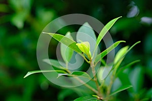 Closeup nature view of green leaf on blurred greenery background in garden with copy space using as background natural green plan