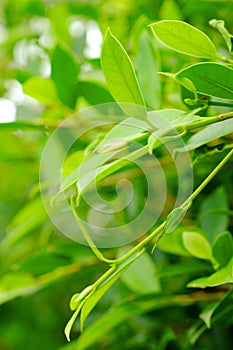 Closeup nature view of green leaf on blurred greenery background in garden with copy space using as background natural green plant