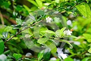 Closeup nature view of green leaf on blurred greenery background in garden with copy space using as background natural green plant