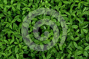 Closeup Nature View Of Green Leaf. Dark Nature Concept