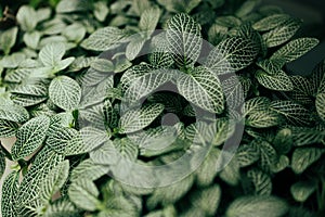 closeup nature view of green leaf Fittonia albivenis background. Dark nature concept, tropical leaf