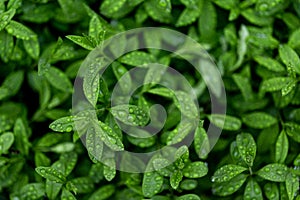 Closeup Nature View Of Green Leaf. Flat Lay, Dark Nature Concept