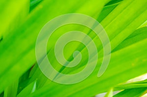 Closeup nature view of green leaf in garden, Natural green plants landscape using as a background or wallpaper.