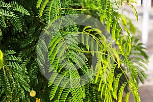 Closeup nature view of green leaf in garden. Natural green plants landscape using as a background or wallpaper concept. Mimosa pud