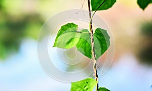 Closeup nature view of green leaf in garden at summer under sunlight. Natural green plants landscape using as a background or wall