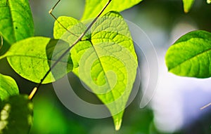 Closeup nature view of green leaf in garden at summer under sunlight. Natural green plants landscape using as a background or wall