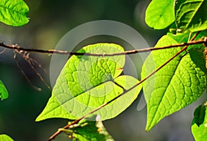 Closeup nature view of green leaf in garden at summer under sunlight. Natural green plants landscape using as a background or wall