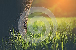 Closeup nature view of green leaf in garden at summer under sunlight. Natural green plants landscape using as a background or