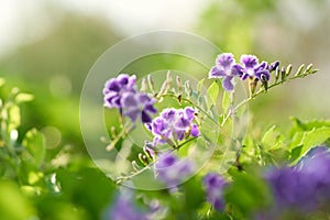 Closeup nature view of green leaf is Growth up on blurred greenery background in garden using as background natural green plants l