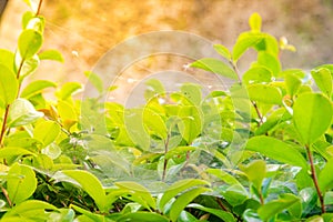 Closeup nature view of green leaf under sunshine in garden at summer under sunlight. Natural green plants landscape using as a ba