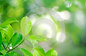 Closeup nature view of green leaf with water drop on blurred greenery background in garden with copy space using as background,