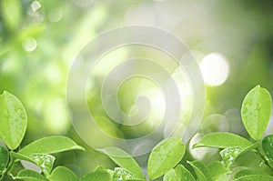 Closeup nature view of green leaf with water drop on blurred greenery background in garden with copy space using as background,