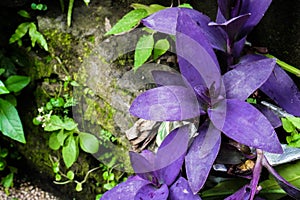 closeup nature view of green and purple leaf background